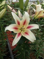 [5181 Nymph No02.JPG]